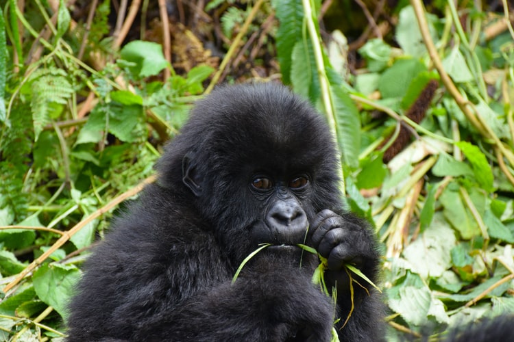 Gorilla Habituation in Bwindi National Park